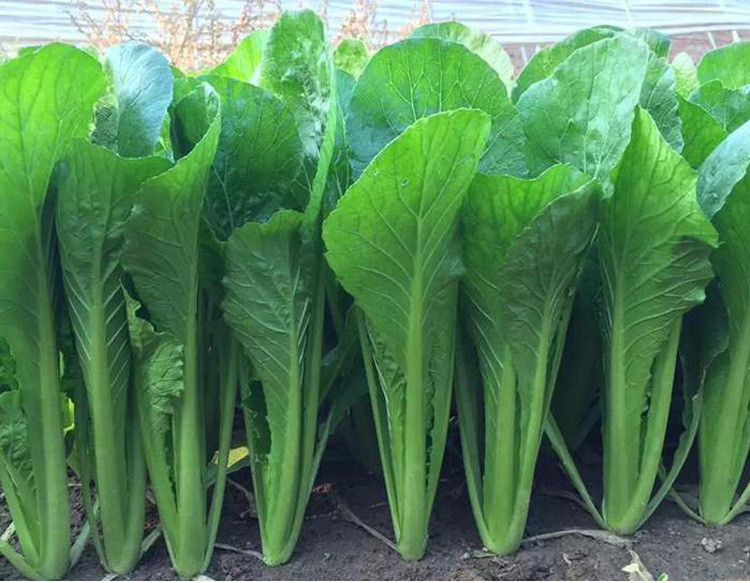 绿冠青帮小白菜种子四季播青菜种籽春夏秋冬四季阳台盆栽蔬菜种孑