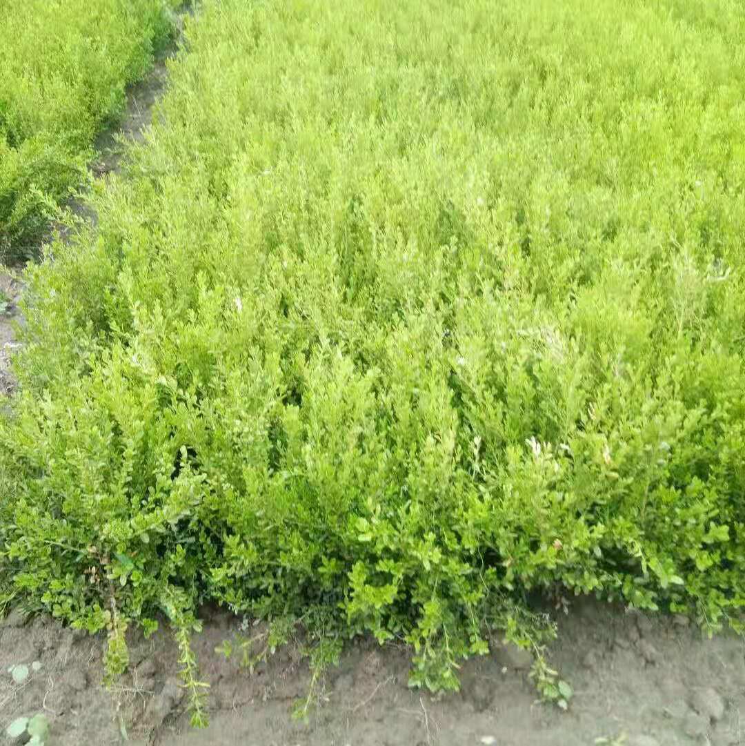 苗圃批发瓜子黄杨 朝鲜小叶黄杨 工程苗绿篱苗 信誉至上量大价优