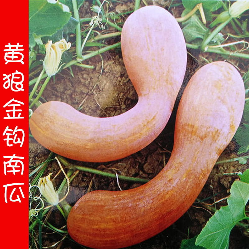 黄狼南瓜种子金钩南瓜种籽甜面可口大吊瓜易种春季夏季蔬菜种孑
