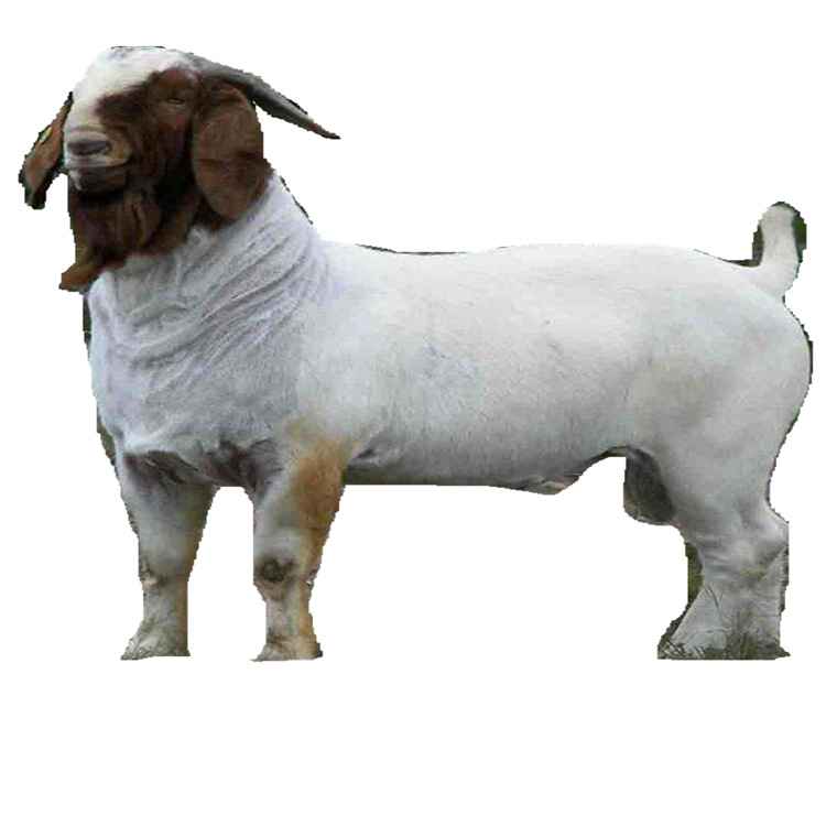自养自销 波尔山羊纯种 大耳朵红头波尔山羊种公羊 高产母羊