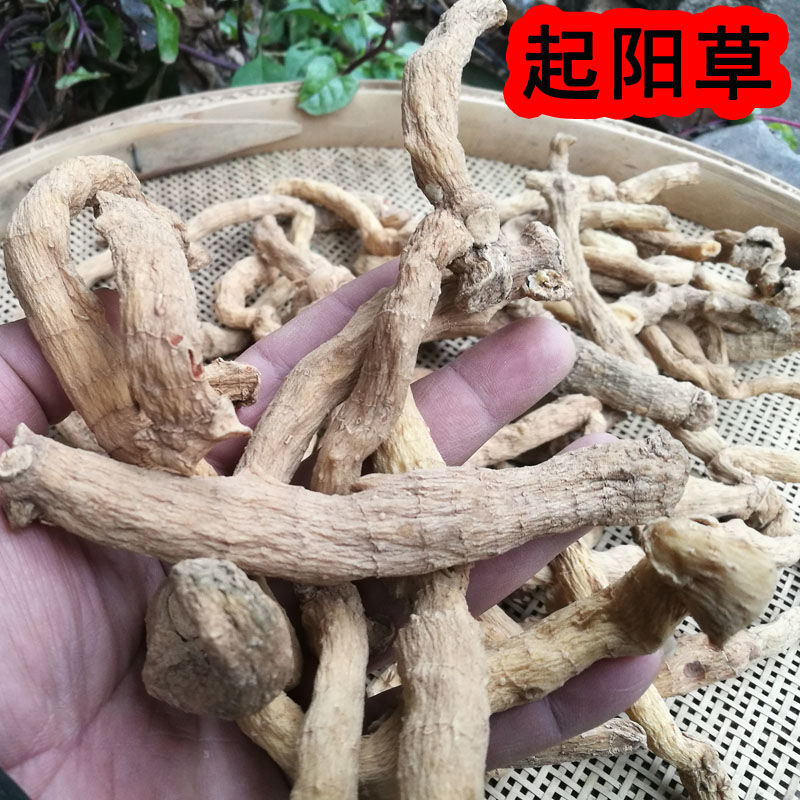 云南苗族中草药起阳草图片