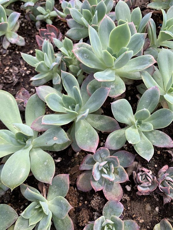 天羽多肉 砍头苗 绮罗 多肉种苗 批发多肉植物 大棚基地