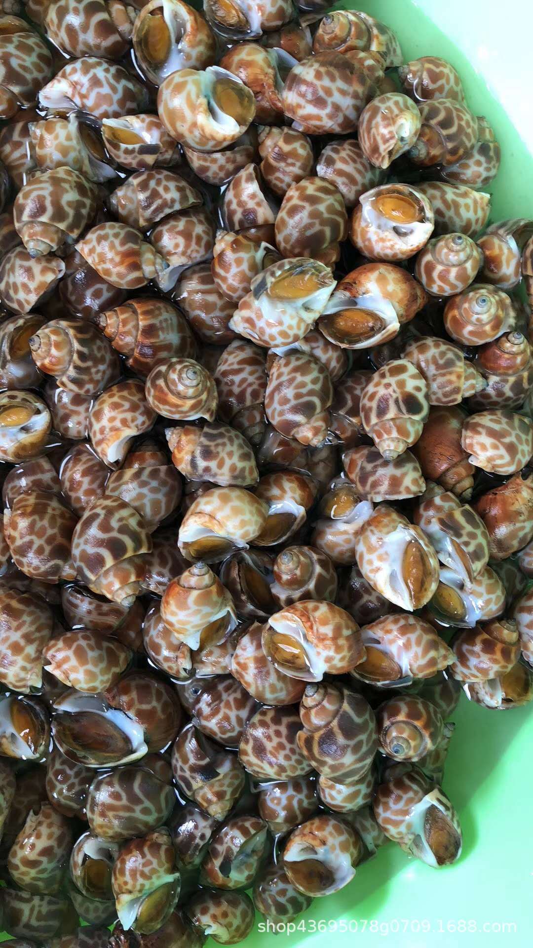 巴基斯坦花螺泰国花螺 冷冻花螺 香螺 海猪 80-120粒 12kg