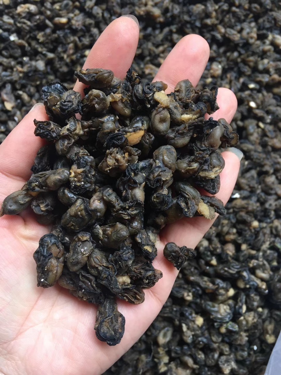 产地直销海蛎干 石头海蛎 小珠蛎 精品货