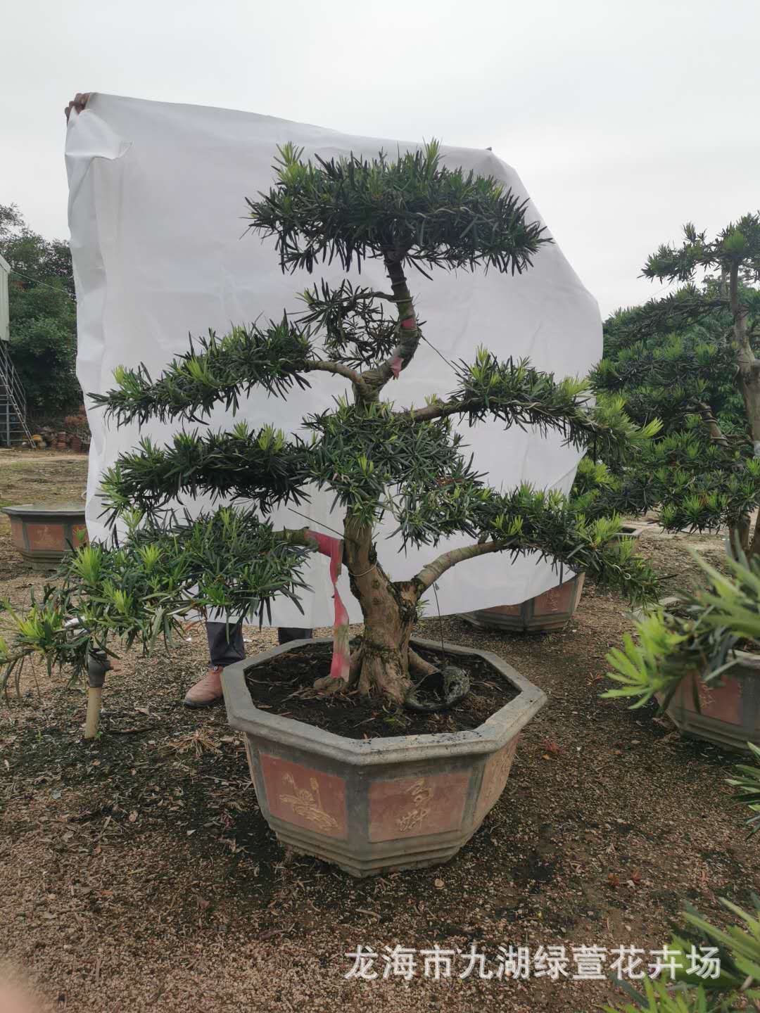 造型罗汉松价格 罗汉松盆景批发 临水罗汉松 长飘枝斜飘罗汉松