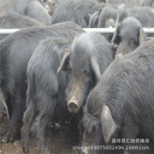 巴马香猪养殖基地 纯种小香猪幼崽 香猪格藏香猪养殖场