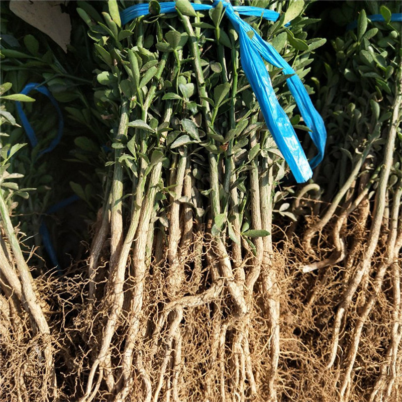 铁篱寨用枸橘苗价格马甲子刺苗基地现挖现卖枳壳苗厂家自产自销