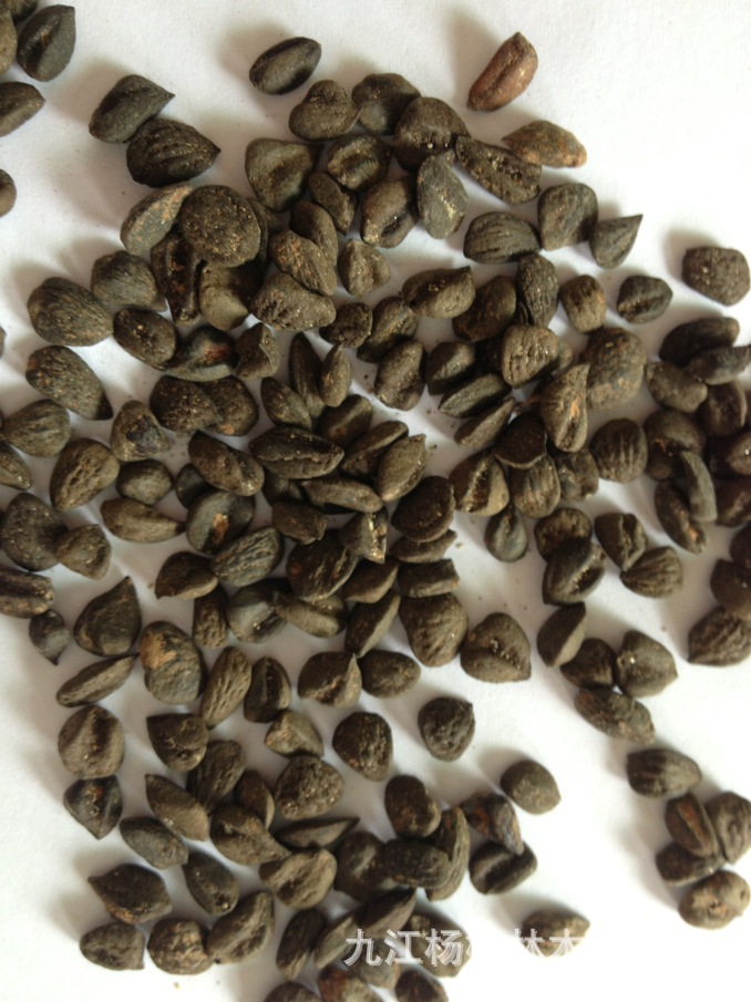 红花木莲种子 红花木莲树种子 当年新种子价格