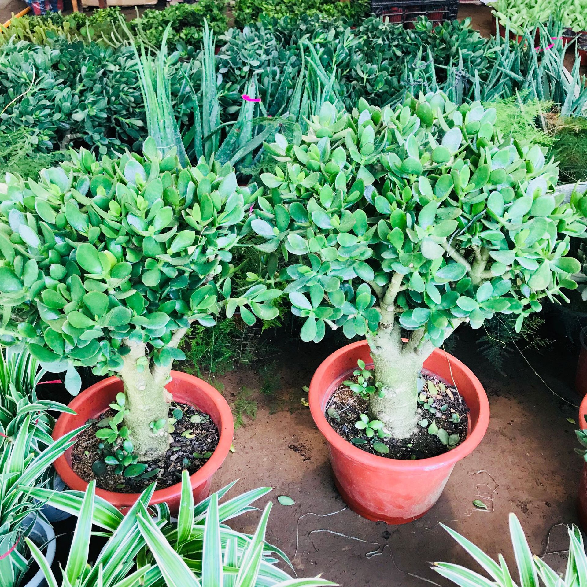 玉树盆栽室内客厅绿植花卉 多肉老桩植物 净化空气防辐射植物盆栽