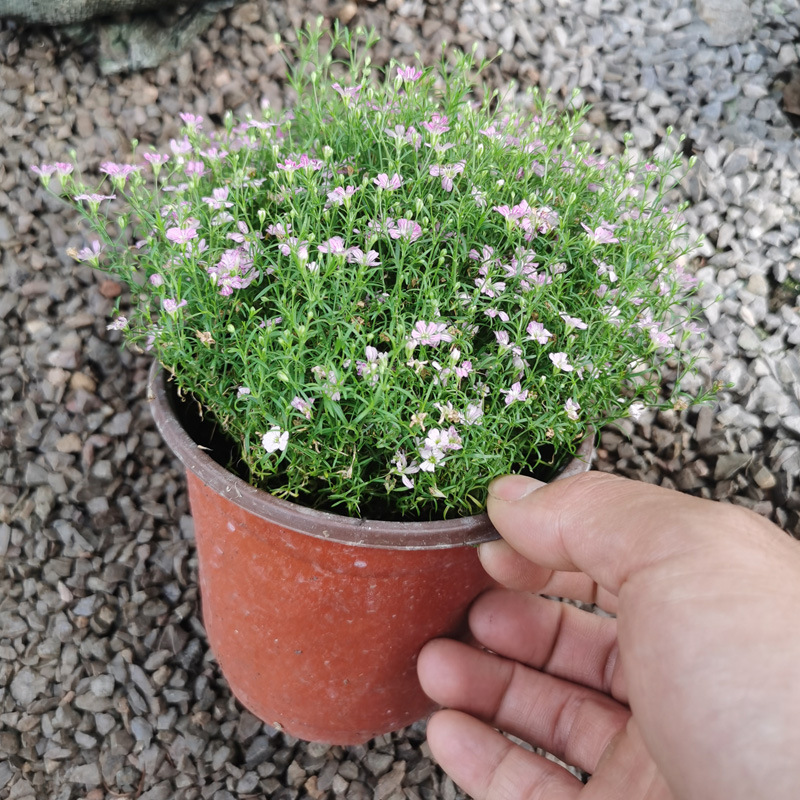 盆栽草莓的种植方法_满天星盆栽种植方法_满天星的种植方法