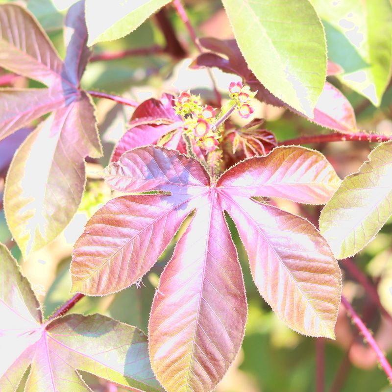福建省仙卉园林 绵叶珊瑚 棉叶珊瑚 大戟科大食虫植物多肉