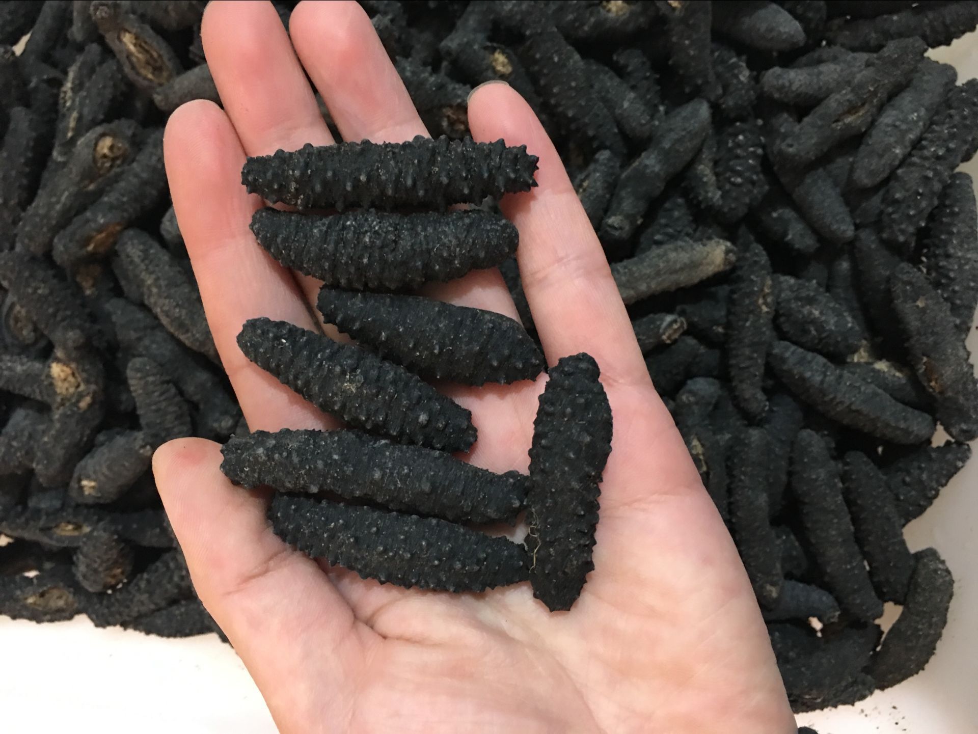 冰岛有刺米刺参 土耳其米刺 参希腊刺参雪参 一手货源 500g批发