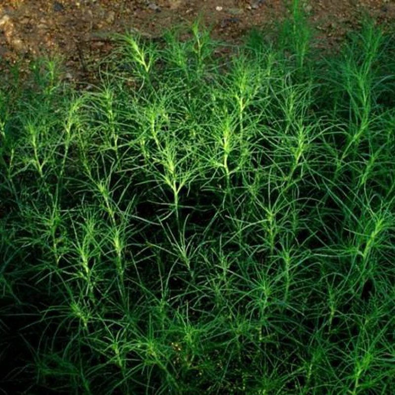 沙米 优质沙米种子 沙蓬种子 固沙植物沙子沙米 沙蓬米籽