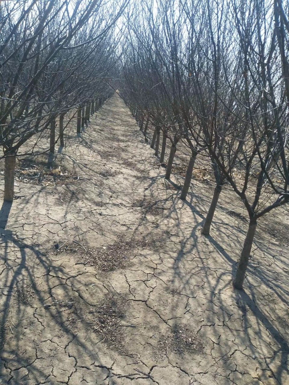 榆叶梅810公分京梅红叶榆叶梅乡村绿化