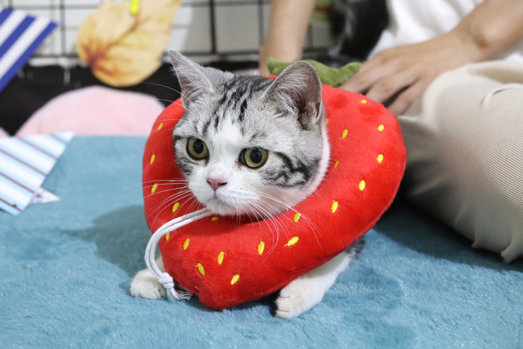 伊丽莎白圈猫圈猫咪用品防咬防舔耻辱项圈宠物猫圈脖头套鸡腿吐司