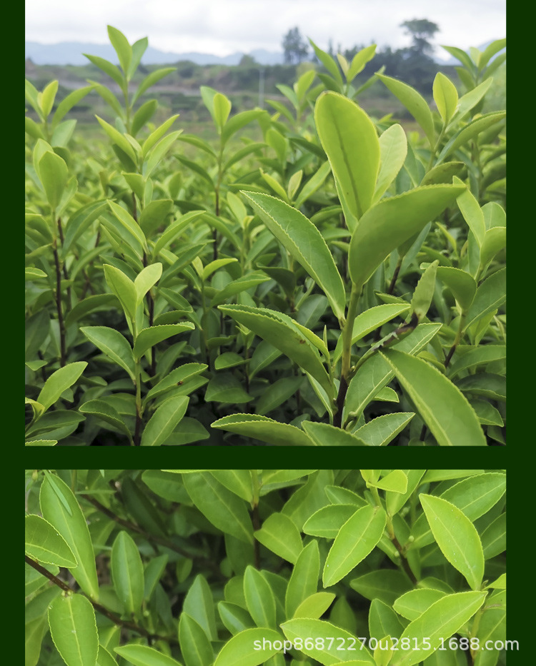 中黄3号茶树苗福建福安茶树苗绿茶春茶新茶苗圃茶苗批发