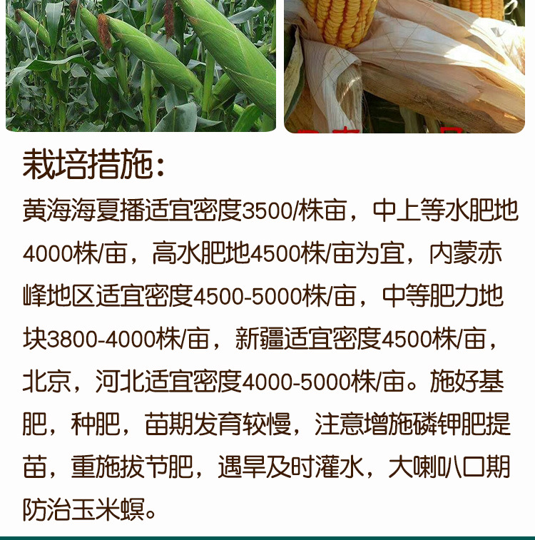 德农郑单958杂交农田玉米种子 农田菜园杂交抗旱棒子玉米籽