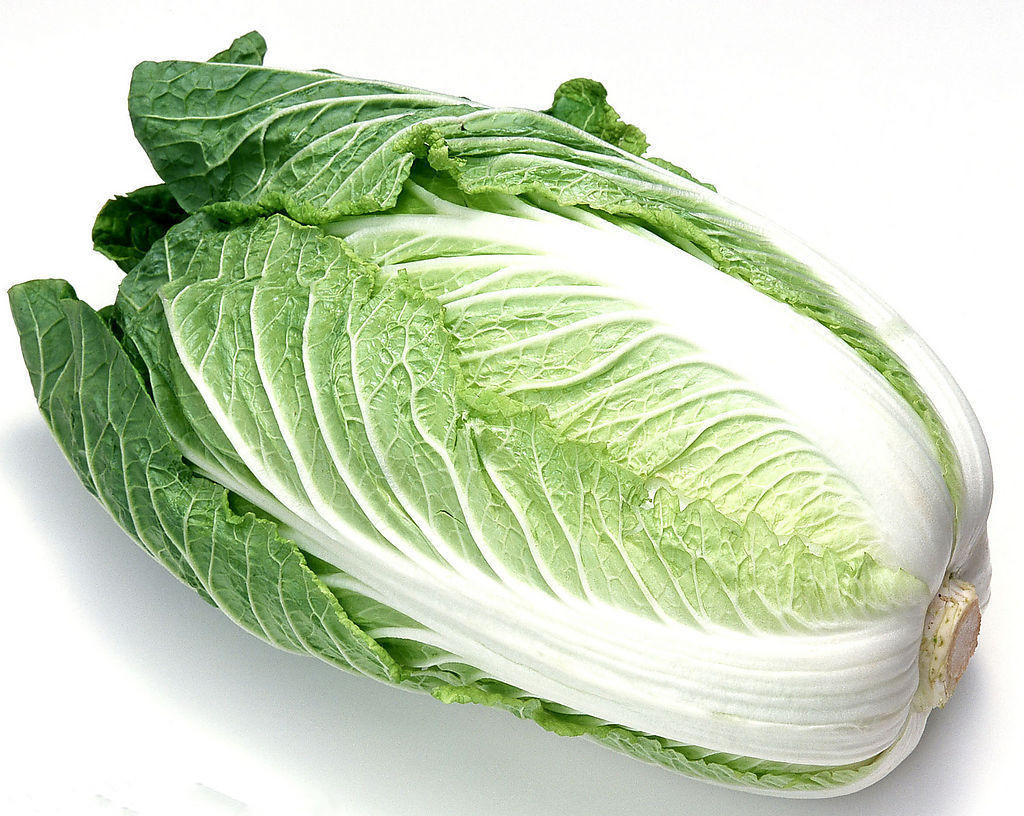 香港惟勤抗热50天夏阳白菜种子日本进口耐热大白菜种籽包心白菜籽