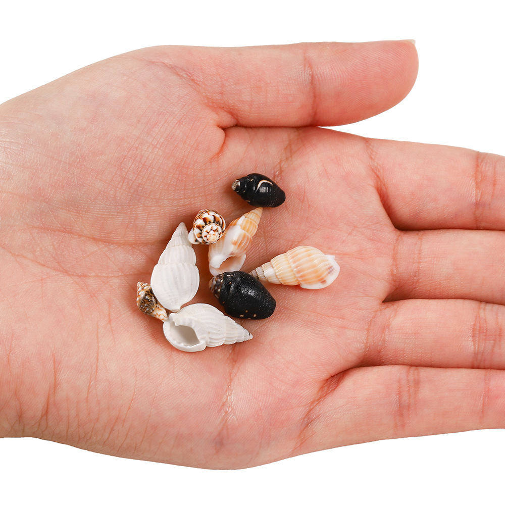 天然迷你小号白色海螺贝壳工艺品饰品装饰diy配件材料多色多款