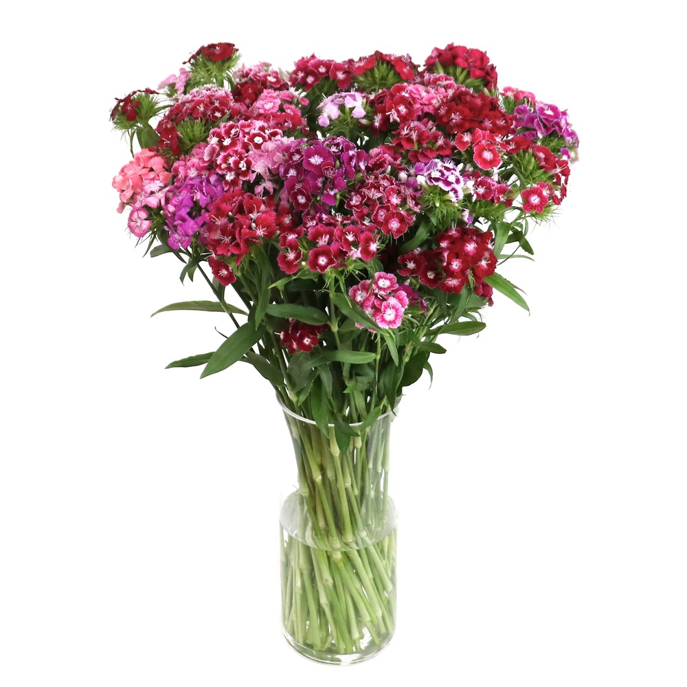 【石竹梅】混色颜色丰富花期长 云南昆明鲜切花花店批发石竹梅