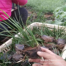 盆栽麦冬草 细叶麦冬草 矮麦冬 青州工程绿化苗批发