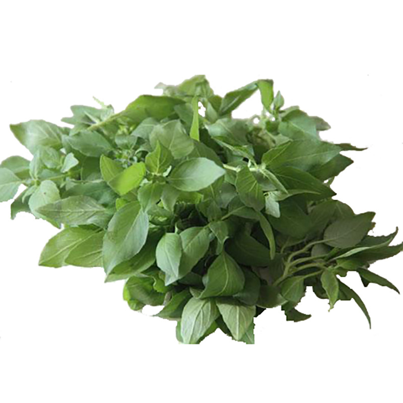 大叶荆芥种子苗香荆芥特色野菜凉拌阳台菜园春季四季播速生菜籽