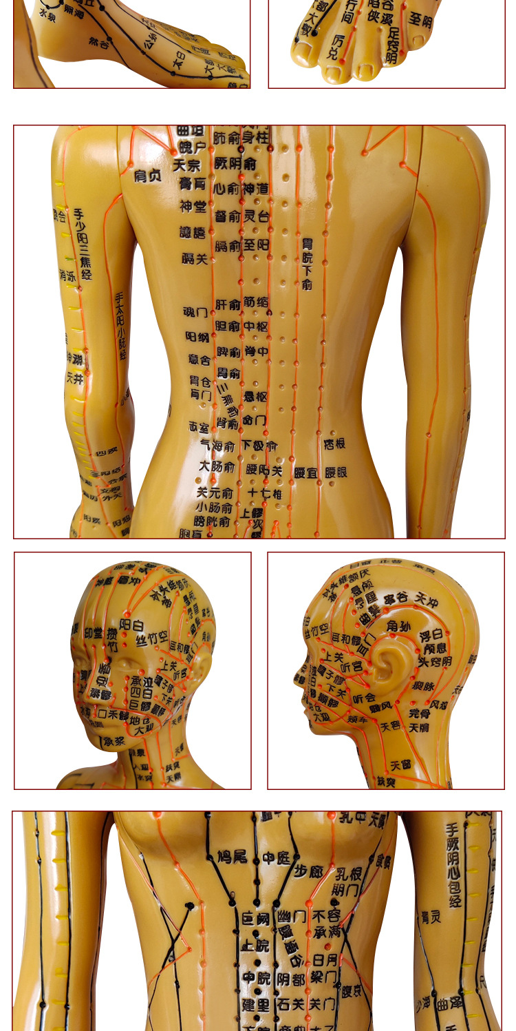 丰帆针灸人体穴位模型60厘米刻字经络穴位针灸模型男女小人中医