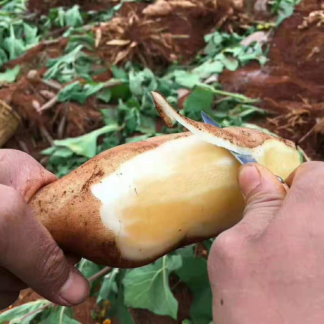 雪莲果新鲜10斤水果当季整箱现挖红心云南天山雪连果一件代发批发