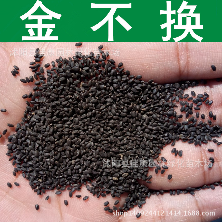 草花种子金不换种子又名罗勒种子九层塔1件1斤