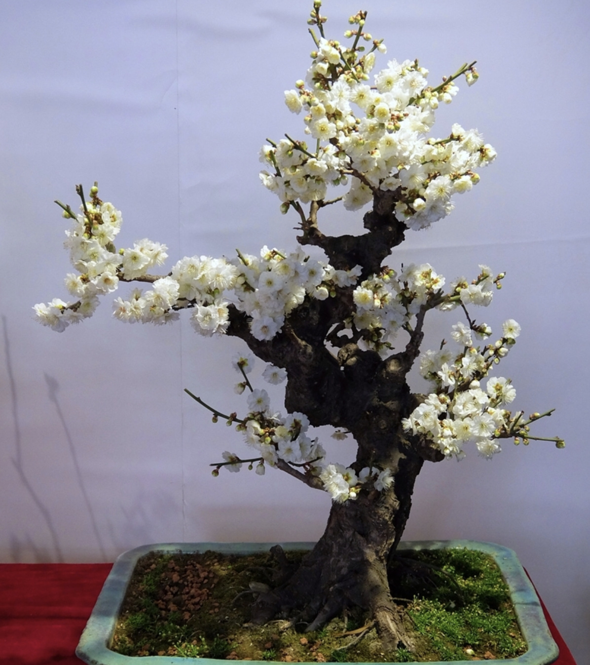 0成交0件吴中区光福周刚苗圃6年造型梅花品牌相似