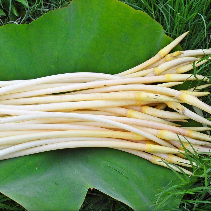 3斤顺丰包邮 新鲜藕带湖北洪湖新鲜藕带藕肠子藕尖莲藕梢子现货