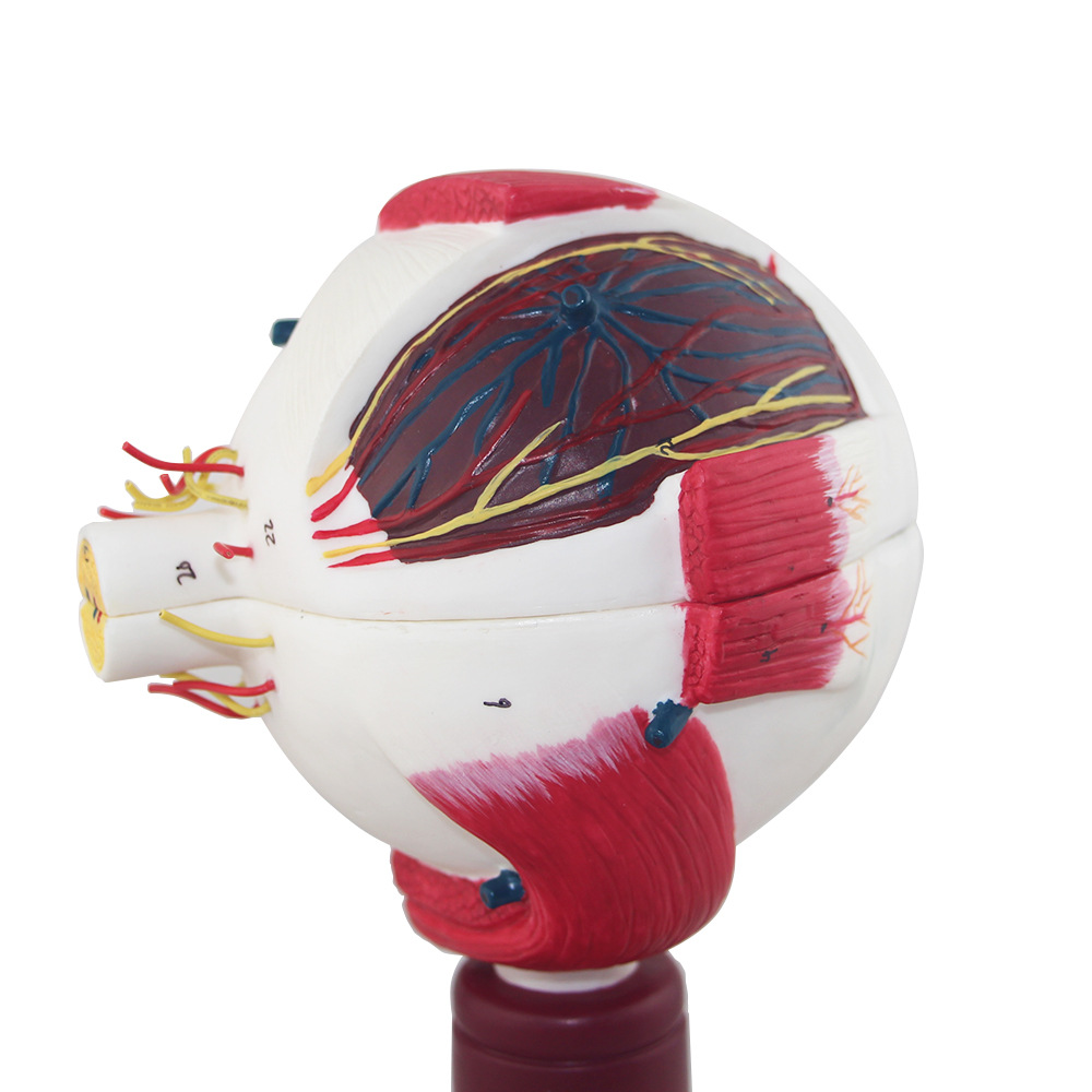 正品眼球放大模型眼球带支架模型高端眼科医用眼睛结构模型结构眼