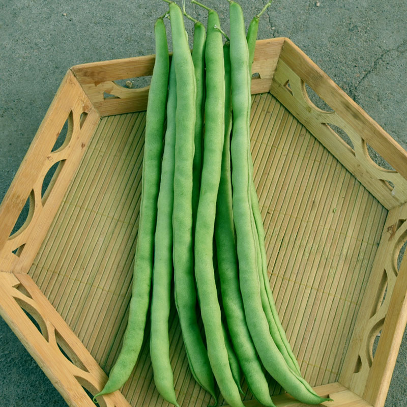无筋架豆种籽无丝泰国架豆种子原装50克芸豆角春秋季四季豆菜种子