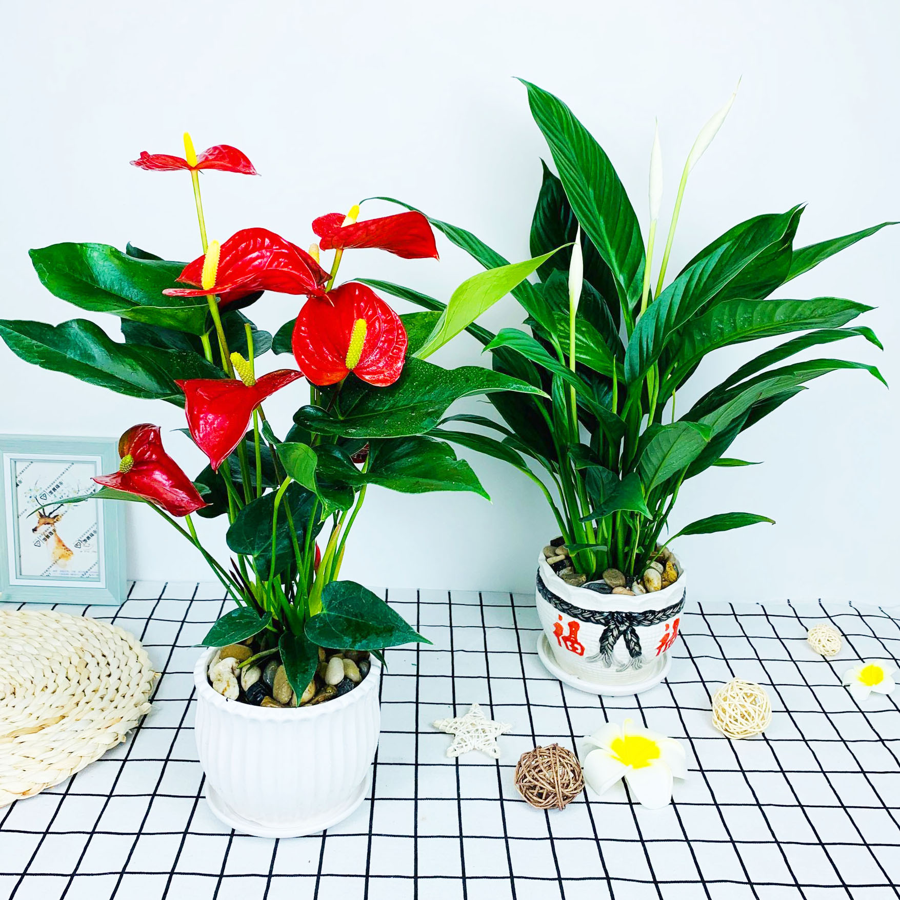 红掌植物室内盆栽花卉粉掌白掌观花植物常年开花不断一帆风顺盆栽