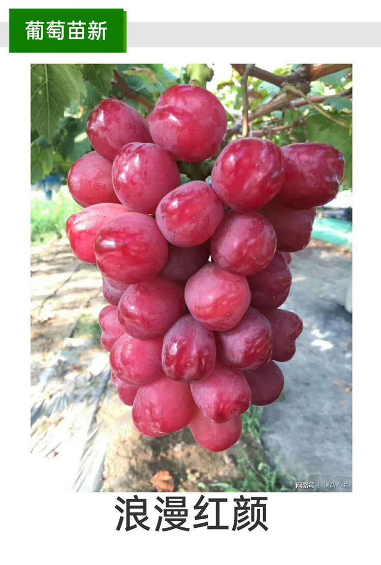 浪漫红颜葡萄苗前景 浪漫红颜葡萄树苗基地种植 葡萄树苗价格