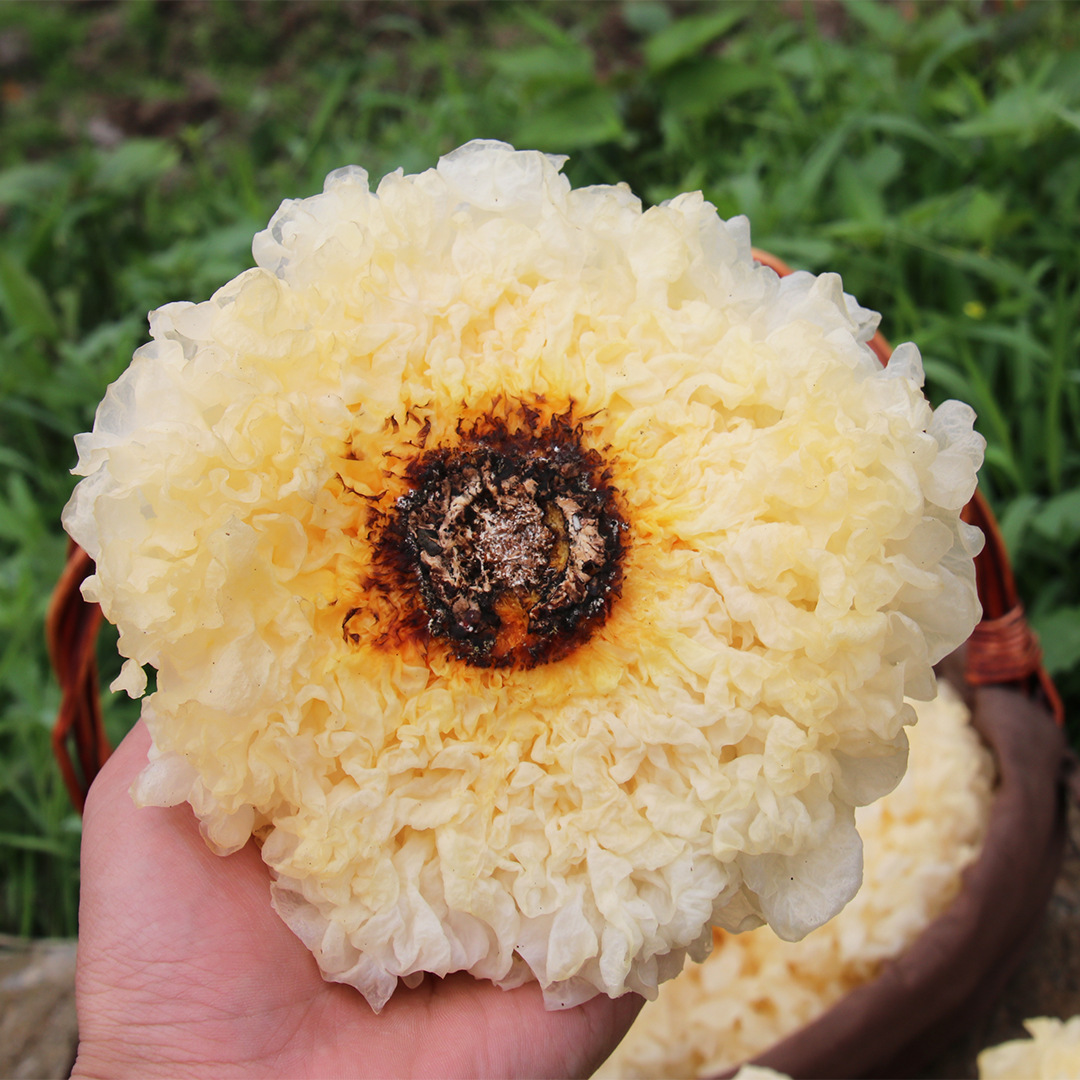 新鲜银耳6朵 德邦顺丰随机发,不指定快递(新疆 西藏不发)