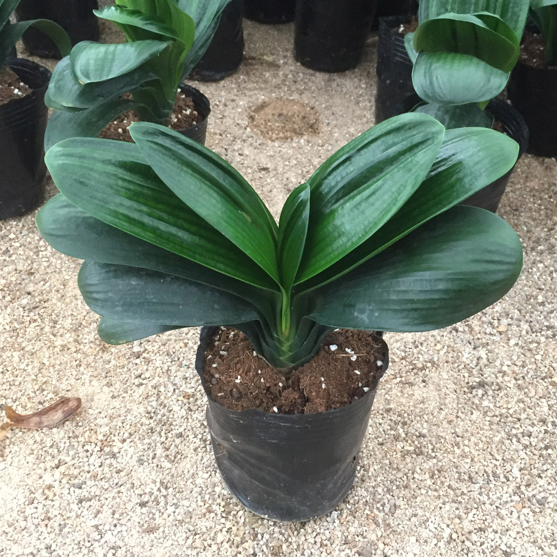 【厂家直销】皱叶君子兰小苗批发君子兰盆栽宽叶圆头和尚