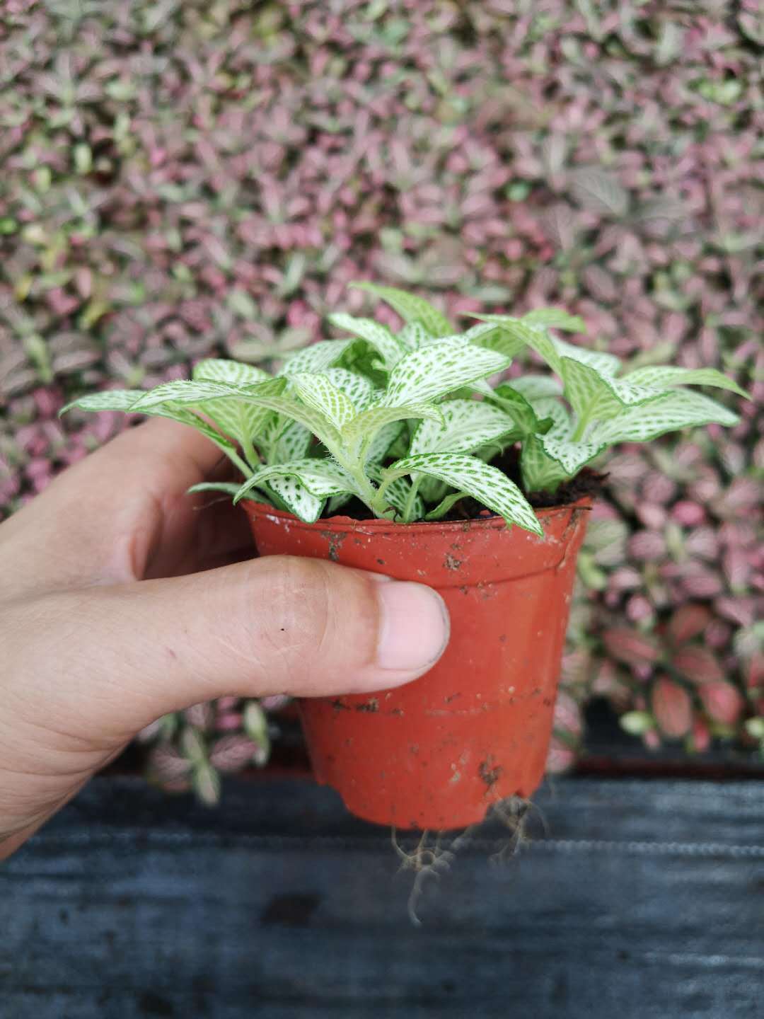 批发花卉盆栽植物 80#白色恋人网纹草花苗桌面盆栽植物