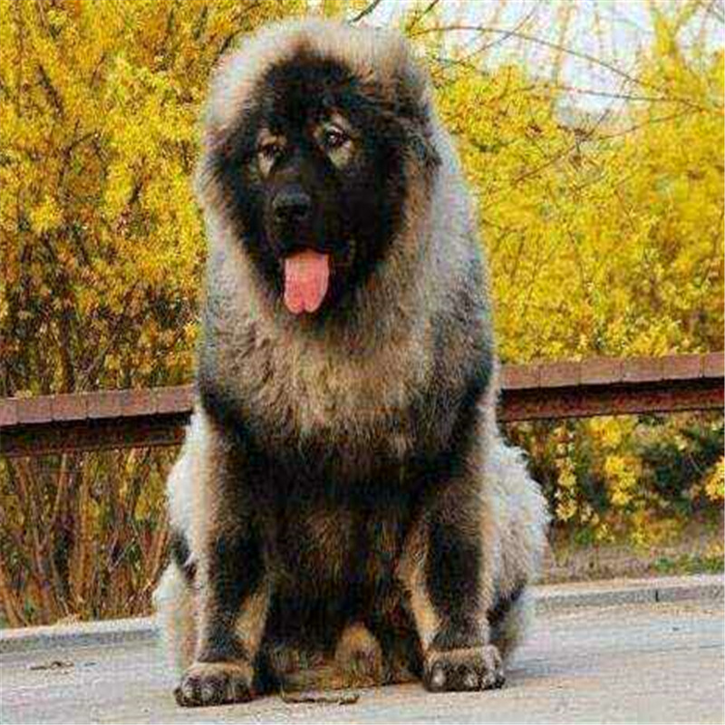 高加索犬纯种俄罗斯巨型高加索幼犬赛级熊版高加索家养高加索活体