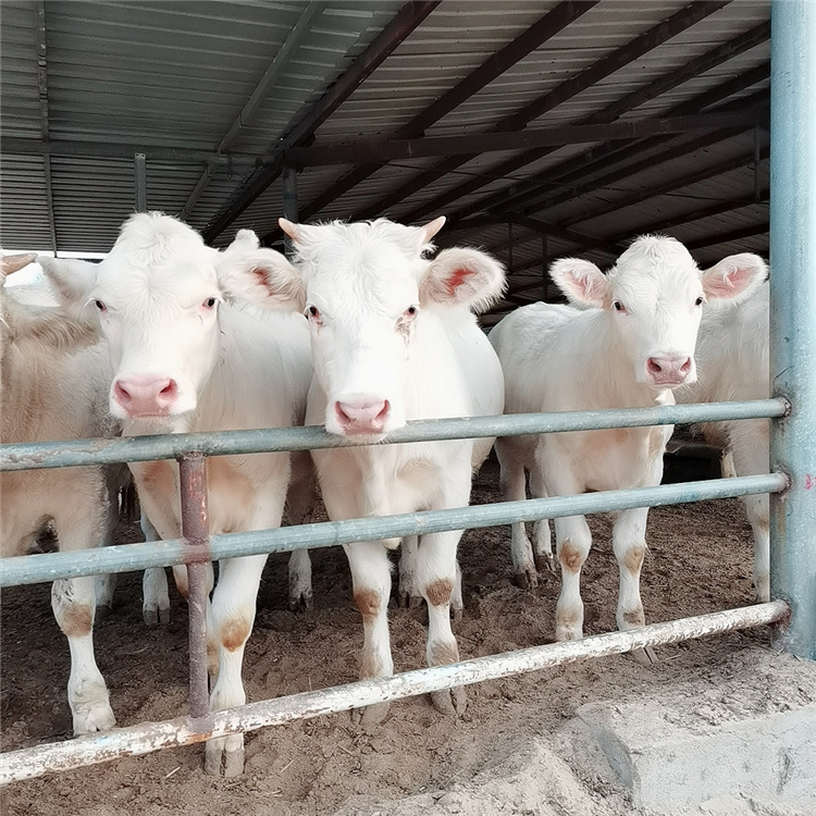 厂家厂家西门塔尔牛育肥肉牛犊鲁西黄牛架子牛夏洛莱种牛价