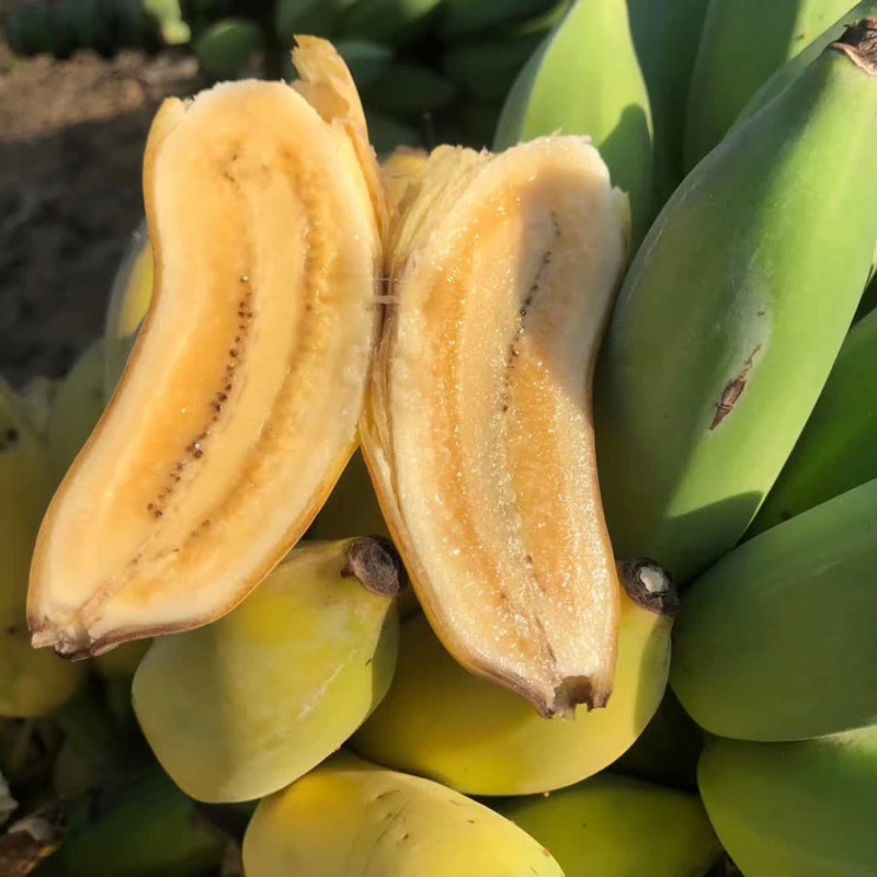 广西小米蕉 新鲜香蕉 现砍现发需催熟 香甜软糯 新鲜水果一件代发