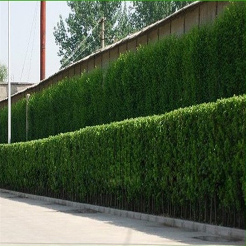 大叶北海道黄杨苗围墙篱笆植物冬青树苗四季常青耐寒庭院绿篱树苗