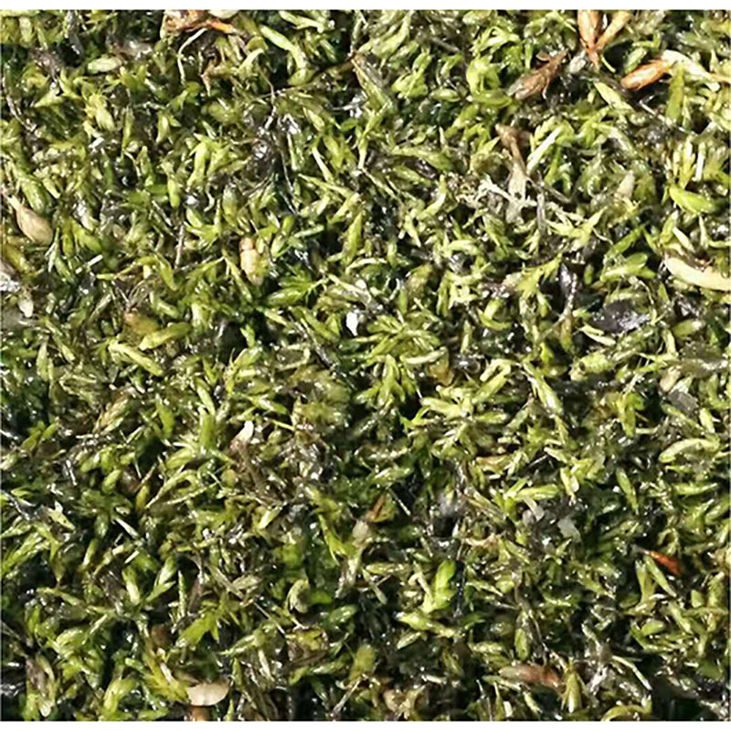 轮叶黑藻芽孢水生植物常青净化水质节节草苗龙虾螃蟹养殖水草