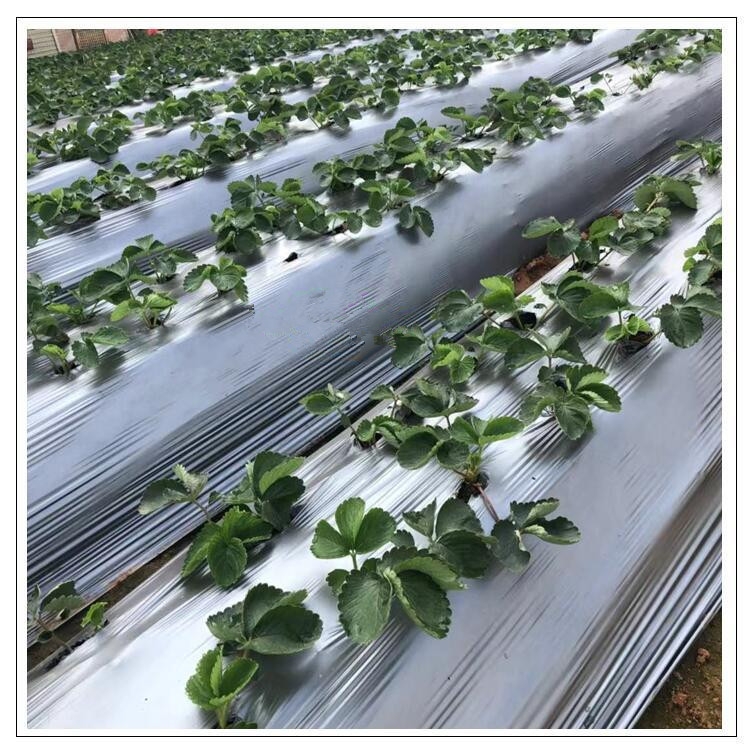 草莓反光膜西瓜地膜银黑地膜银黑双面地膜草莓银黑双面地膜草莓膜