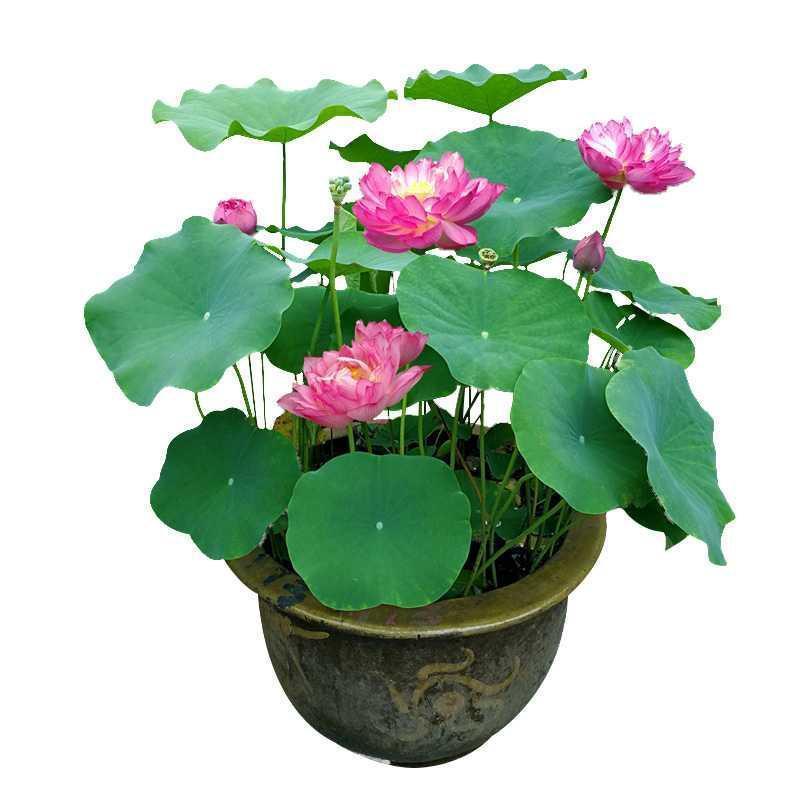 莲藕根苗四季开花大型观赏荷花种藕苗莲藕种苗盆栽荷花种根苗水培