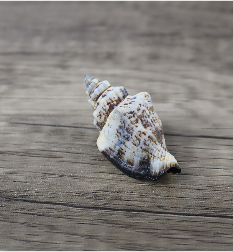 厂家直批天然海螺贝壳黑口螺鱼缸材料工艺装饰品大量批发一斤装