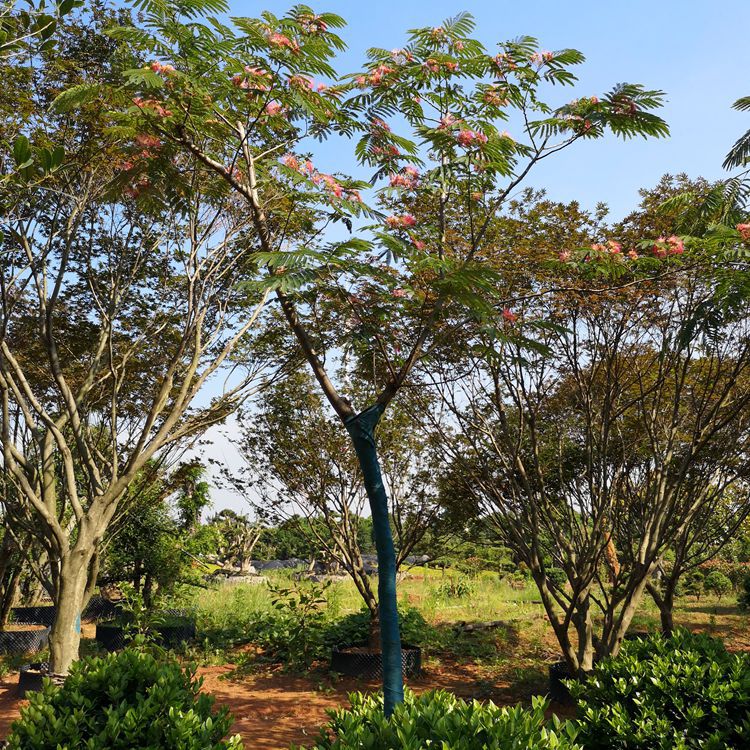 基地绿化工程苗木优质庭院树种红花合欢绒花合欢树批发合欢树销售