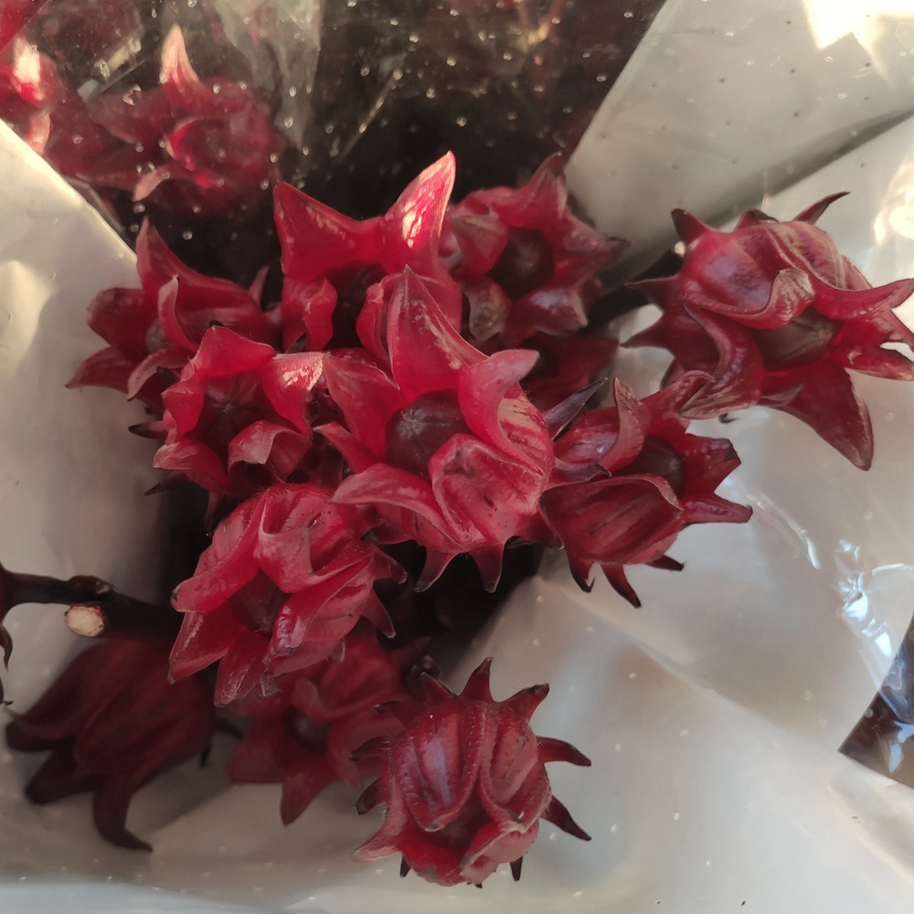 【玫瑰茄红宝石】红色果实 云南昆明鲜切花花店批发玫瑰茄