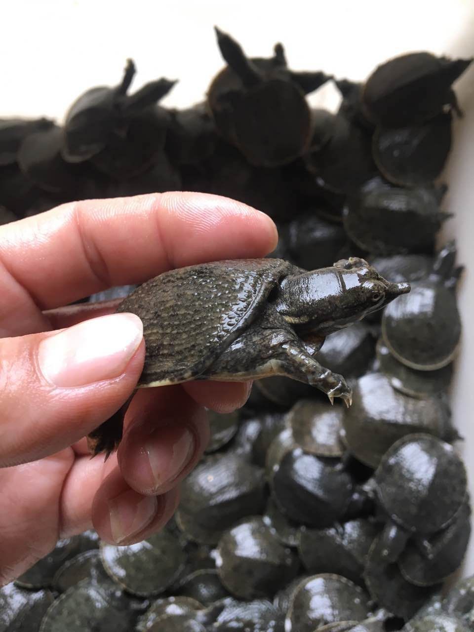 小甲鱼苗外塘中华甲鱼苗王八水鱼活物甲鱼水产鱼苗甲鱼大量批发包