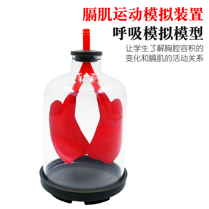 肺呼吸模型膈肌运动模拟演示器肺部工作原理大气压强生物教学教具
